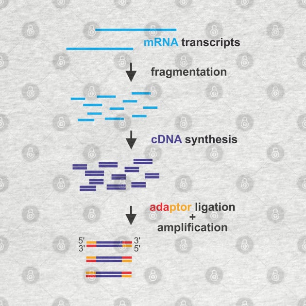 cDNA library by RosArt100